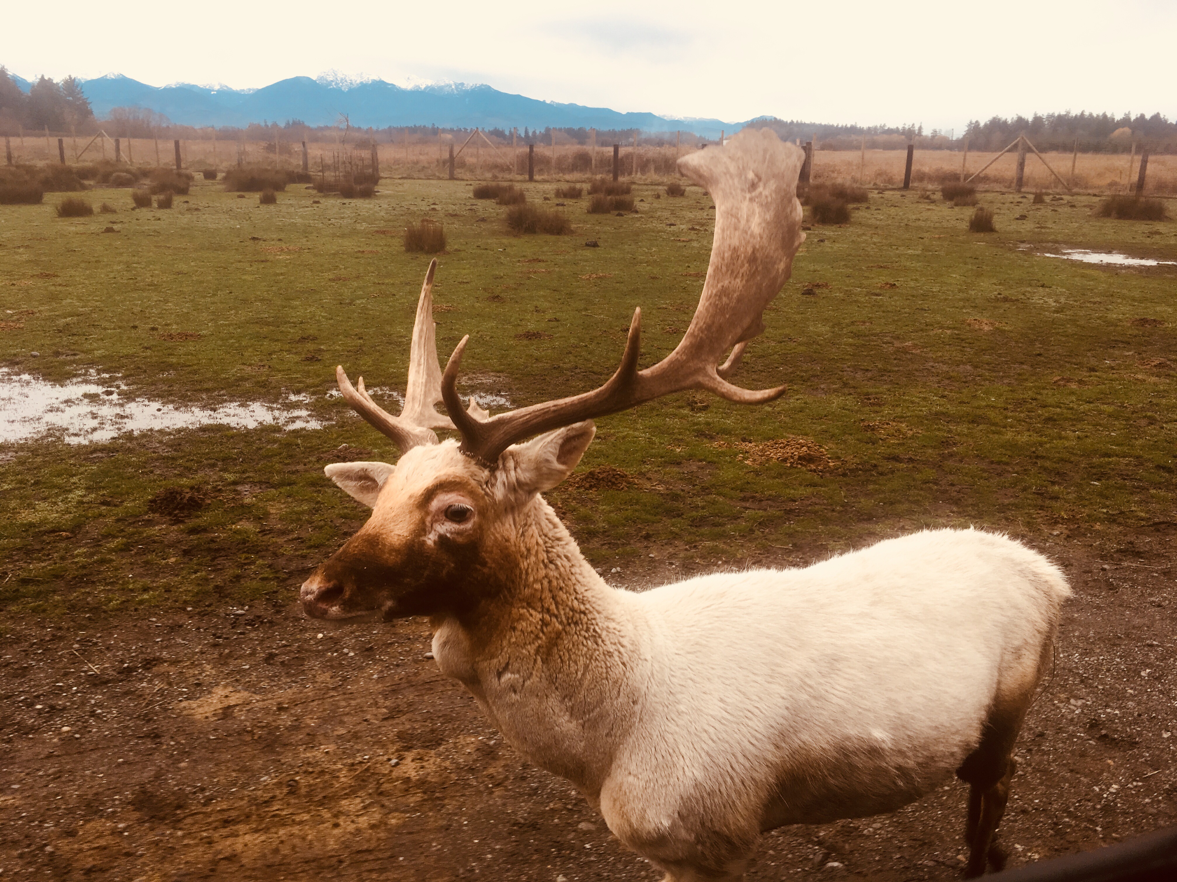 Escape For The Day Olympic Game Farm Tread Lightly, Retire Early